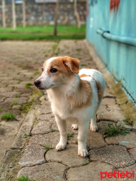 Cardigan Welsh Corgi, Köpek  Bady fotoğrafı