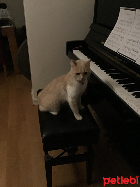 Sarman, Kedi  Şeker fotoğrafı