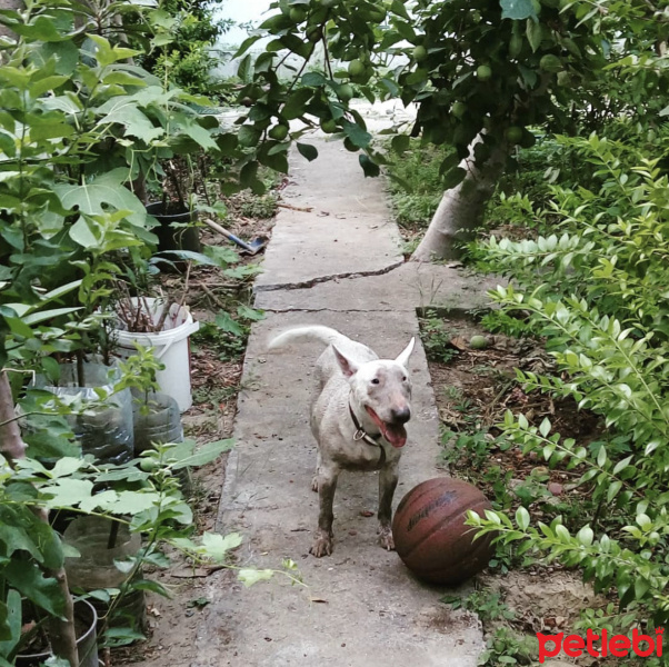 Bull Terrier, Köpek  Kaju fotoğrafı