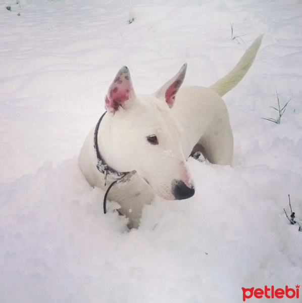 Bull Terrier, Köpek  Kaju fotoğrafı