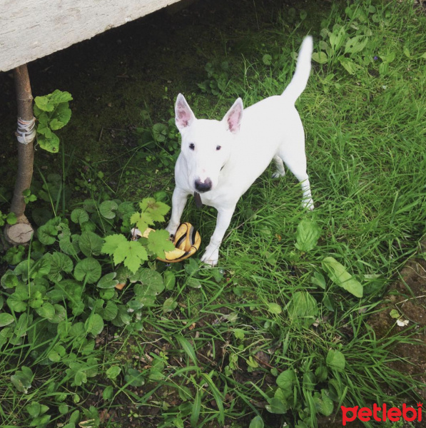 Bull Terrier, Köpek  Kaju fotoğrafı