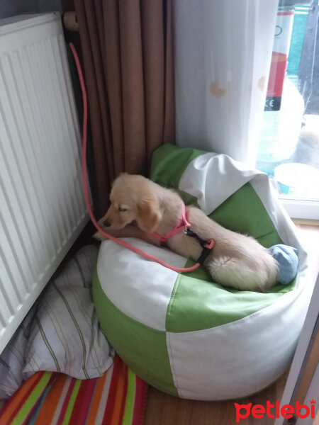 Golden Retriever, Köpek  TARÇIN fotoğrafı