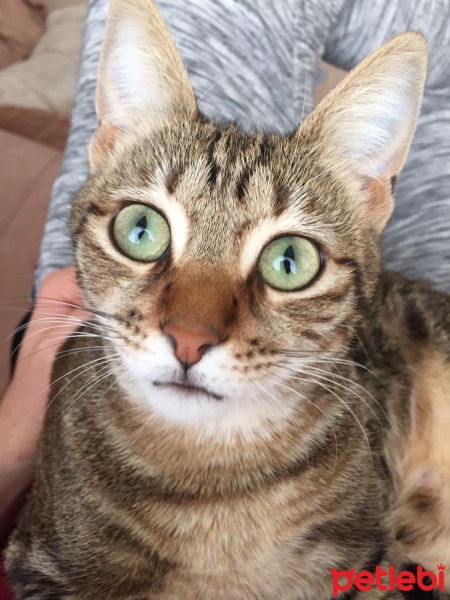 Tekir Kedi, Kedi  Şila fotoğrafı