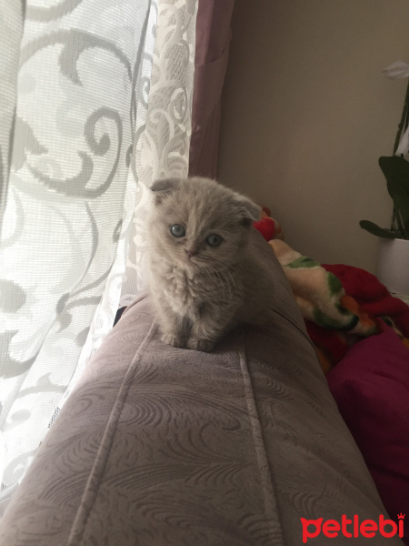 Scottish Fold, Kedi  Sütlaç fotoğrafı