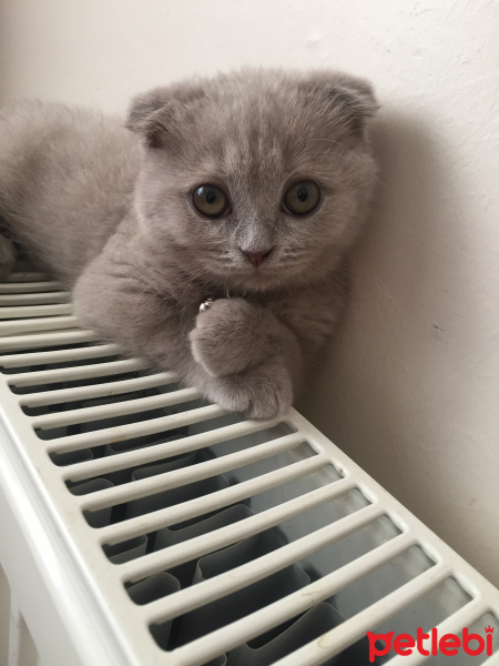 Scottish Fold, Kedi  Sütlaç fotoğrafı