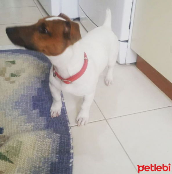 Jack Russell Terrier, Köpek  maylo fotoğrafı