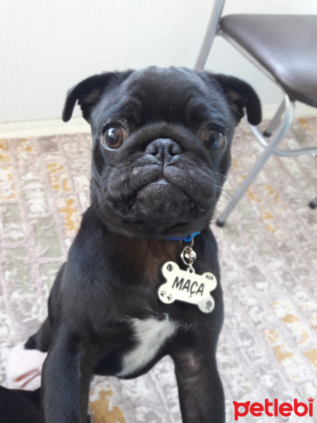 Pug, Köpek  Maça fotoğrafı