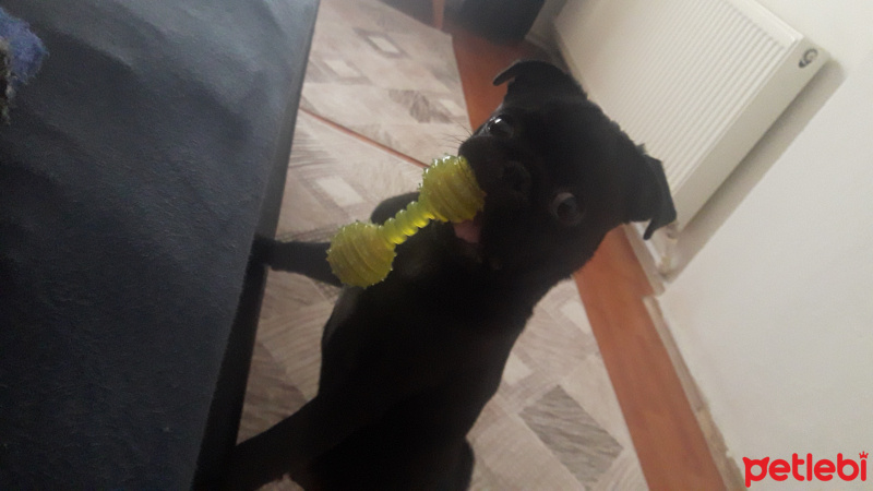 Pug, Köpek  Maça fotoğrafı