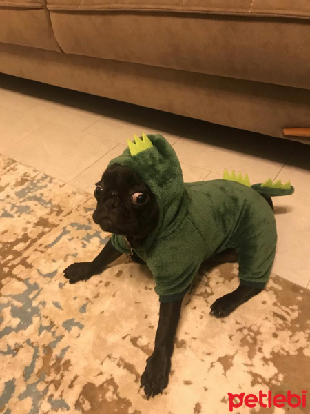 Pug, Köpek  Maça fotoğrafı
