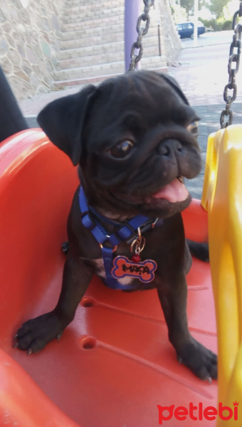 Pug, Köpek  Maça fotoğrafı