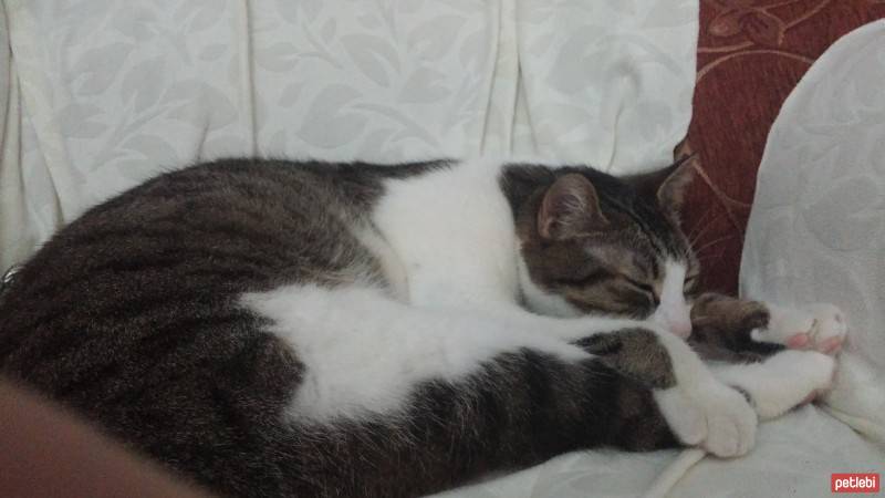 Tekir Kedi, Kedi  Makbuş fotoğrafı