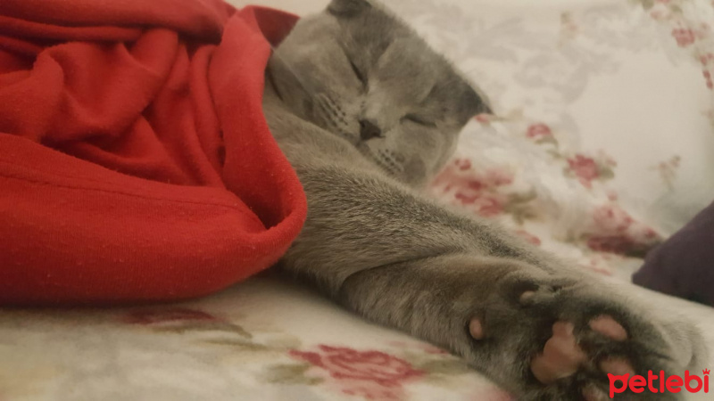 Scottish Fold, Kedi  Gümüş fotoğrafı