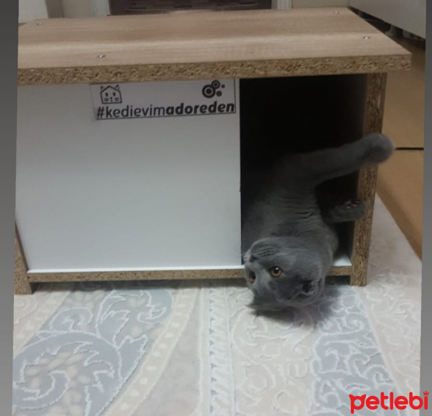 Scottish Fold, Kedi  Gümüş fotoğrafı