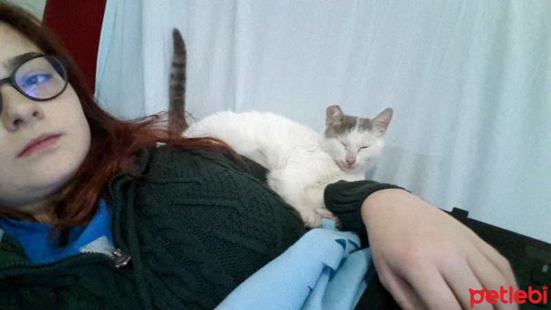 Tekir Kedi, Kedi  Aslan Parçası fotoğrafı