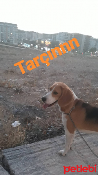 Beagle, Köpek  Tarçın fotoğrafı
