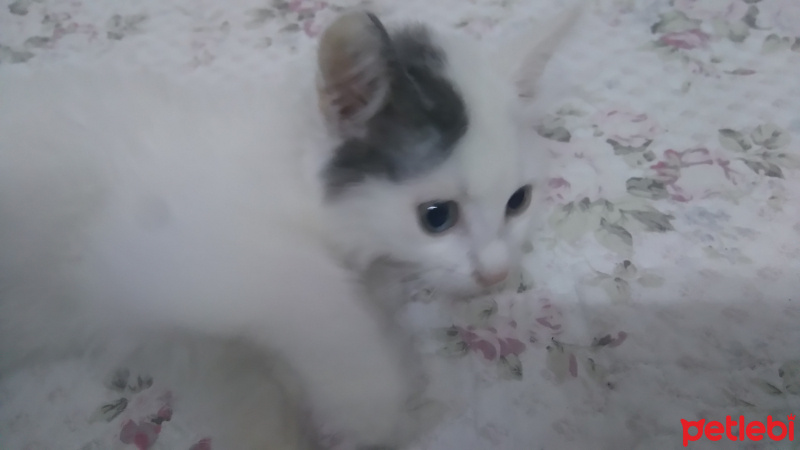 Tekir Kedi, Kedi  Aras fotoğrafı
