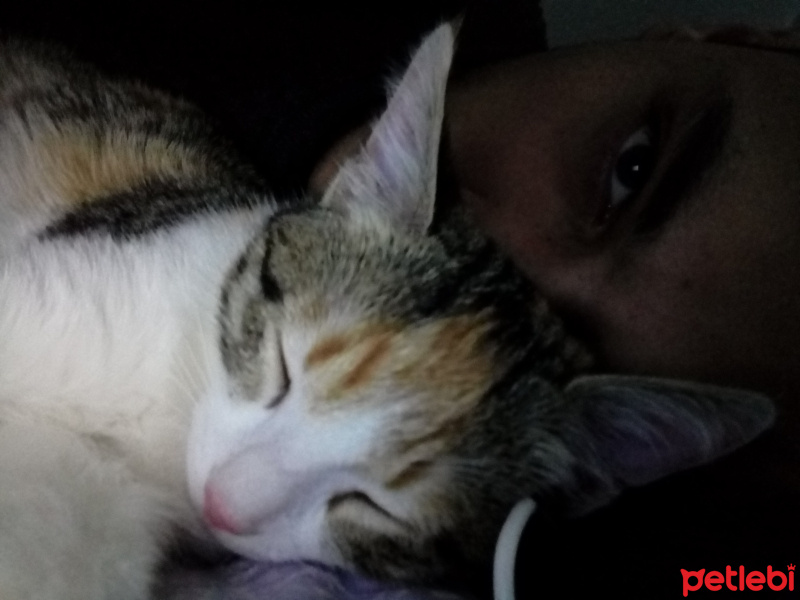 Tekir Kedi, Kedi  Güneş fotoğrafı