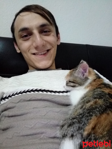 Tekir Kedi, Kedi  Güneş fotoğrafı