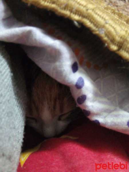 Tekir Kedi, Kedi  Güneş fotoğrafı