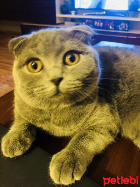 Scottish Fold, Kedi  Luna fotoğrafı