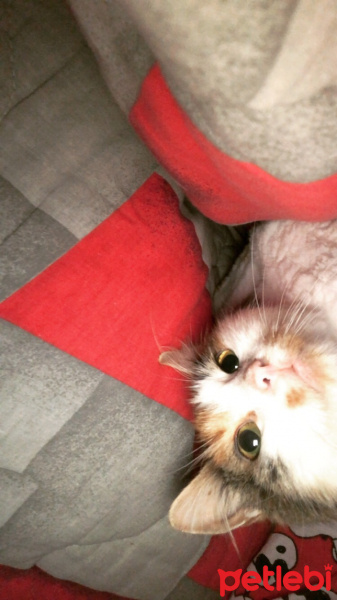 Tekir Kedi, Kedi  shiro fotoğrafı