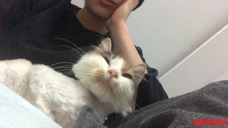 Tekir Kedi, Kedi  shiro fotoğrafı