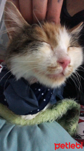Tekir Kedi, Kedi  shiro fotoğrafı
