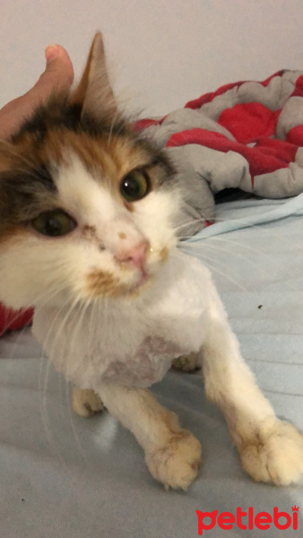 Tekir Kedi, Kedi  shiro fotoğrafı