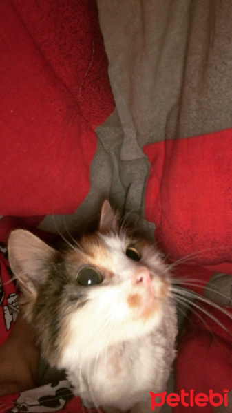 Tekir Kedi, Kedi  shiro fotoğrafı