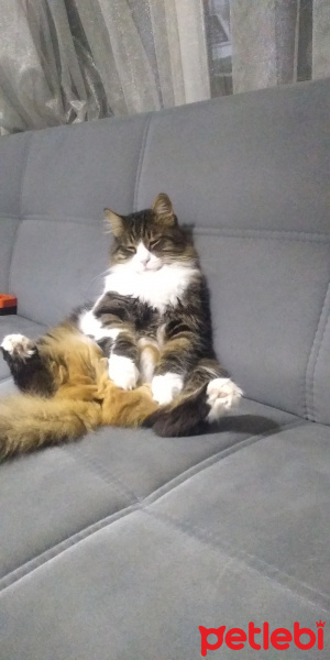 Norwegian Forest, Kedi  Minnak fotoğrafı