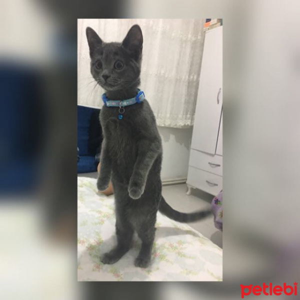 Tekir Kedi, Kedi  Stella fotoğrafı