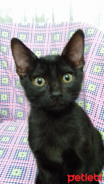 Bombay, Kedi  Bıdık fotoğrafı