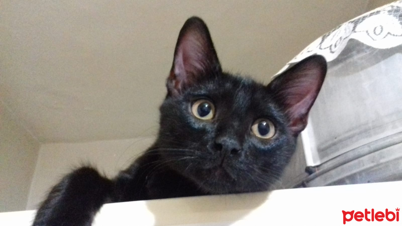 Bombay, Kedi  Bıdık fotoğrafı