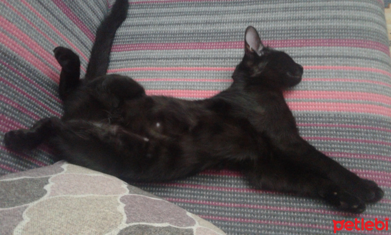Bombay, Kedi  Bıdık fotoğrafı