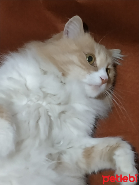 Tekir Kedi, Kedi  Holly fotoğrafı