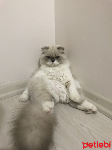 Scottish Fold, Kedi  PERA fotoğrafı