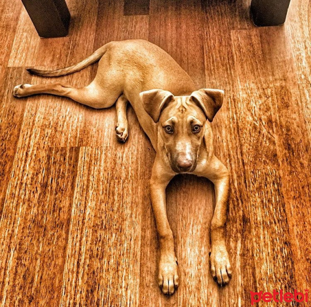 Amerikan Pitbull Terrier, Köpek  Betty fotoğrafı