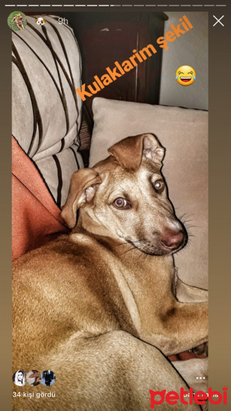 Amerikan Pitbull Terrier, Köpek  Betty fotoğrafı
