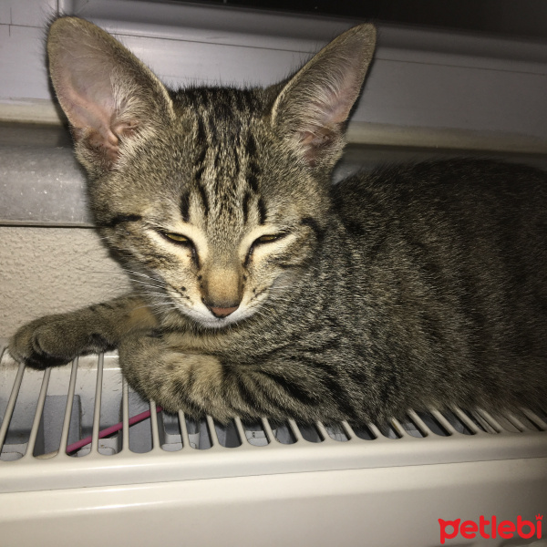 Tekir Kedi, Kedi  Çila çisa fotoğrafı