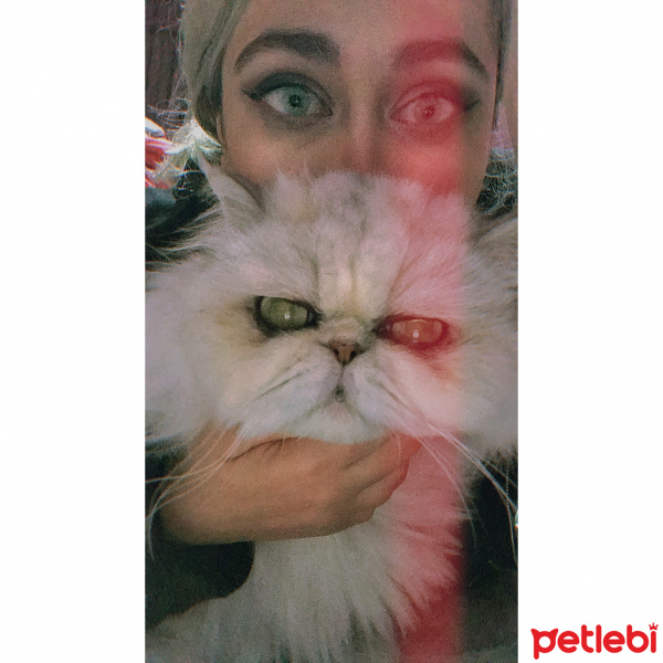 İran Kedisi (Persian), Kedi  Paris fotoğrafı