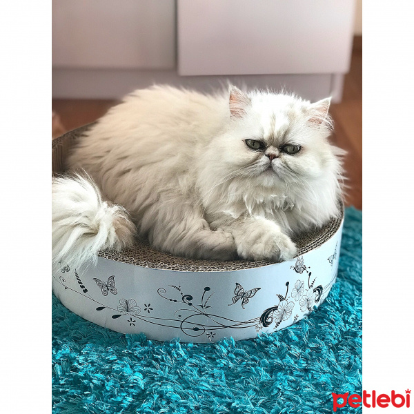 İran Kedisi (Persian), Kedi  Paris fotoğrafı