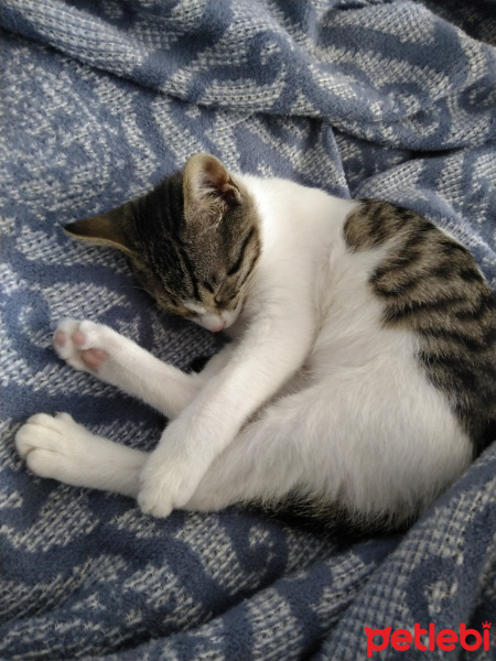 Tekir Kedi, Kedi  Ponçik fotoğrafı