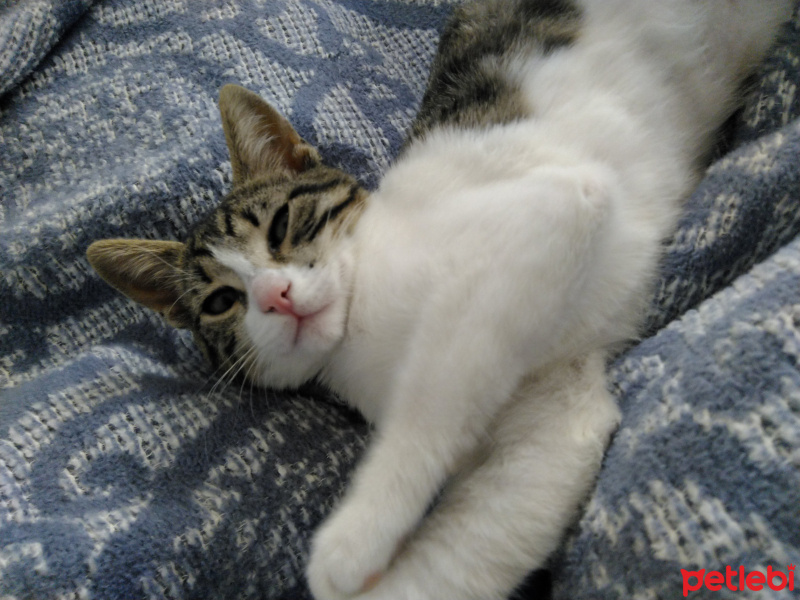 Tekir Kedi, Kedi  Ponçik fotoğrafı