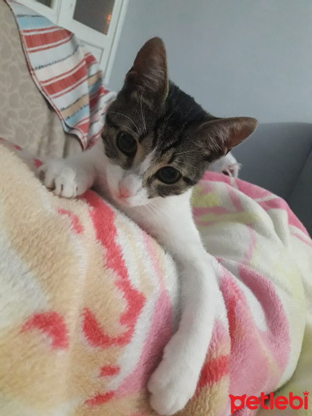 Tekir Kedi, Kedi  Ponçik fotoğrafı