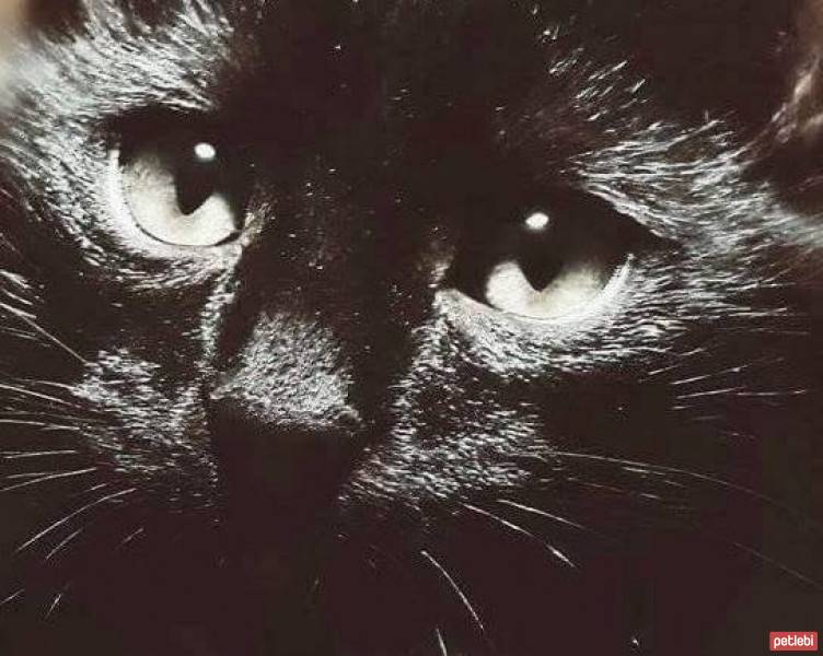 Bombay, Kedi  Freud fotoğrafı
