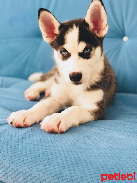 Sibirya Kurdu (Husky), Köpek  deasy(deyzi) fotoğrafı