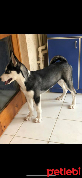 Sibirya Kurdu (Husky), Köpek  deasy(deyzi) fotoğrafı