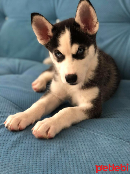 Sibirya Kurdu (Husky), Köpek  deasy(deyzi) fotoğrafı