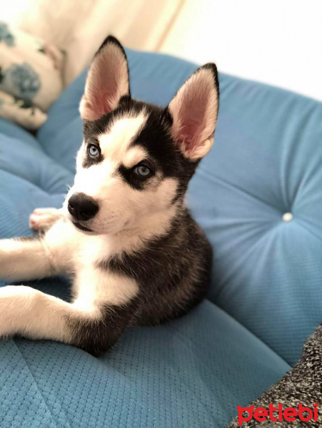 Sibirya Kurdu (Husky), Köpek  deasy(deyzi) fotoğrafı