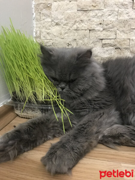 İran Kedisi (Persian), Kedi  Duman fotoğrafı